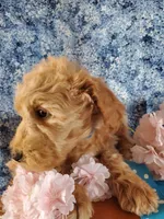Zolon, a male Goldendoodle and Miniature Goldendoodle for sale in Bridgewater, VA – Photo 4 of 7