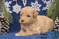 Zolon, a male Miniature Goldendoodle for sale in Bridgewater, VA – Photo 2 of 3