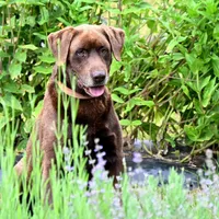 Dirk, a male Labrador Retriever for sale in Bridgewater, VA – Photo 3 of 4