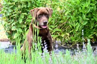 Dirk, a male Labrador Retriever for sale in Bridgewater, VA – Photo 3 of 4