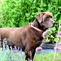 Dirk, a male Labrador Retriever for sale in Bridgewater, VA – Photo 2 of 4