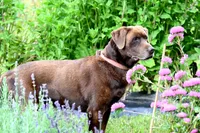 Dirk, a male Labrador Retriever for sale in Bridgewater, VA – Photo 2 of 4