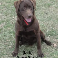 Dirk, a male Labrador Retriever for sale in Bridgewater, VA – Photo 4 of 4