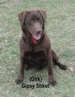 Dirk, a male Labrador Retriever for sale in Bridgewater, VA – Photo 4 of 4