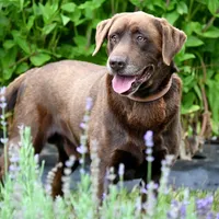 Dirk, a male Labrador Retriever for sale in Bridgewater, VA – Photo 1 of 4