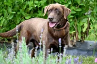Dirk, a male Labrador Retriever for sale in Bridgewater, VA – Photo 1 of 4