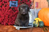 Trug, a male Labrador Retriever for sale in Bridgewater, VA – Photo 1 of 2