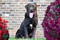 Trug, a male Labrador Retriever for sale in Bridgewater, VA – Photo 2 of 2
