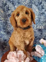 Zilas, a male Goldendoodle and Miniature Goldendoodle for sale in Bridgewater, VA – Photo 2 of 6