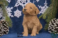 Zilas, a male Miniature Goldendoodle for sale in Bridgewater, VA – Photo 2 of 3