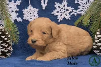 Zilas, a male Miniature Goldendoodle for sale in Bridgewater, VA – Photo 1 of 3