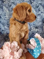 Zilas, a male Goldendoodle and Miniature Goldendoodle for sale in Bridgewater, VA – Photo 3 of 6