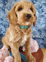 Zarley, a male Goldendoodle and Miniature Goldendoodle for sale in Bridgewater, VA – Photo 2 of 6