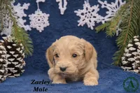 Zarley, a male Miniature Goldendoodle for sale in Bridgewater, VA – Photo 2 of 3