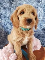 Zarley, a male Goldendoodle and Miniature Goldendoodle for sale in Bridgewater, VA – Photo 3 of 6