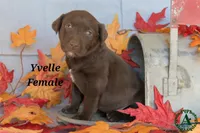 Yvelle, a female Labrador Retriever for sale in Bridgewater, VA – Photo 2 of 4