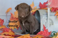 Yvelle, a female Labrador Retriever for sale in Bridgewater, VA – Photo 1 of 4