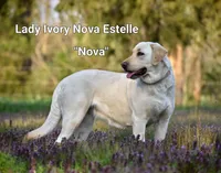 Yvelle, a female Labrador Retriever for sale in Bridgewater, VA – Photo 4 of 4