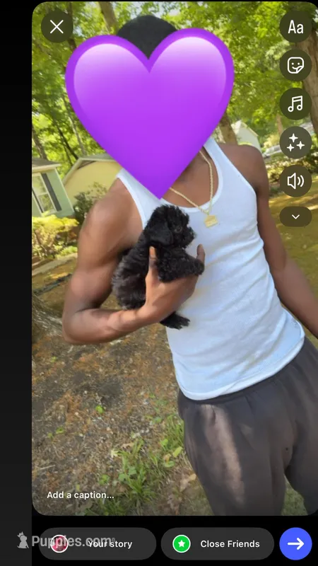 Coco  – Shihpoo puppy for sale in Charlotte, NC