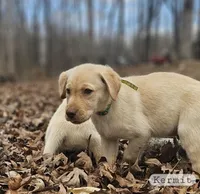 Kermit, a male Labrador Retriever for sale in Selmer, TN – Photo 1 of 4