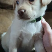 Kermit, a male Labrador Retriever for sale in Selmer, TN – Photo 2 of 4