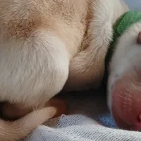 Kermit, a male Labrador Retriever for sale in Selmer, TN – Photo 3 of 4