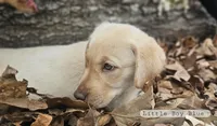 Little Boy Blue, a male Labrador Retriever for sale in Selmer, TN – Photo 1 of 4