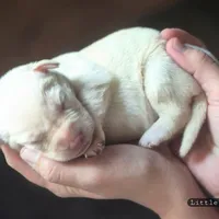 Little Boy Blue, a male Labrador Retriever for sale in Selmer, TN – Photo 4 of 4