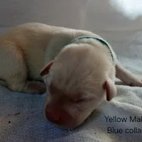 Little Boy Blue, a male Labrador Retriever for sale in Selmer, TN – Photo 3 of 4