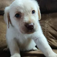 Little Boy Blue, a male Labrador Retriever for sale in Selmer, TN – Photo 2 of 4