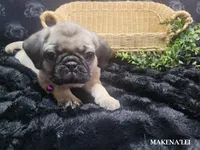 Makena'lei, a female Pug for sale in Aurora, CO – 4 of 5