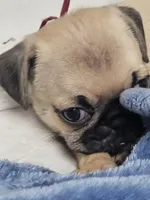 Remy, a male Pug for sale in Aurora, CO – Photo 4 of 8