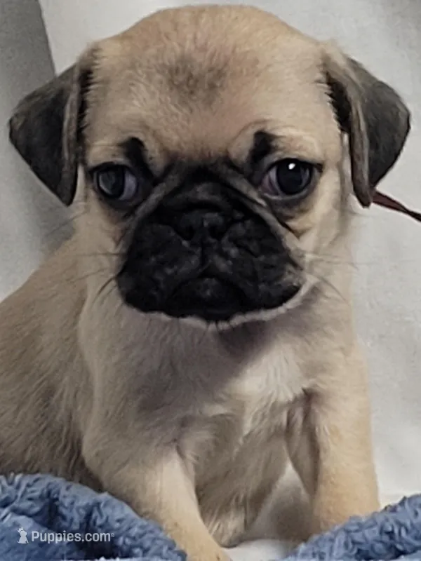 Remy – Pug puppy for sale in Aurora, CO
