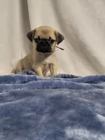 Remy, a male Pug for sale in Aurora, CO – Photo 2 of 8