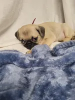 Remy, a male Pug for sale in Aurora, CO – Photo 7 of 8