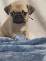 Remy, a male Pug for sale in Aurora, CO – Photo 5 of 8