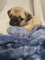 Remy, a male Pug for sale in Aurora, CO – Photo 6 of 8