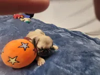 Remy, a male Pug for sale in Aurora, CO – Photo 8 of 8