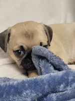 Remy, a male Pug for sale in Aurora, CO – Photo 3 of 8