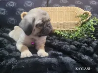 Kaylani, a female Pug for sale in Aurora, CO – 10 of 10