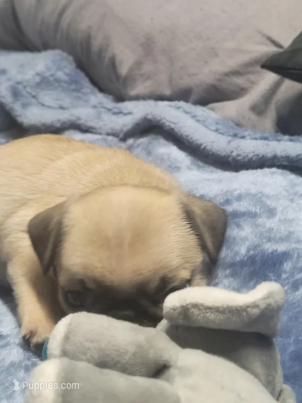 Nova – Pug puppy for sale in Aurora, CO