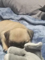 Nova, a female Pug for sale in Aurora, CO – Photo 1 of 5