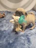 Nova, a female Pug for sale in Aurora, CO – Photo 2 of 5