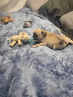 Nova, a female Pug for sale in Aurora, CO – Photo 5 of 5