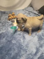 Nova, a female Pug for sale in Aurora, CO – Photo 3 of 5