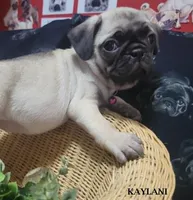 Kaylani, a female Pug for sale in Aurora, CO – 7 of 10