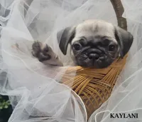 Kaylani, a female Pug for sale in Aurora, CO – 6 of 10