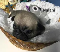 Nalani, a female Pug for sale in Aurora, CO – Photo 1 of 3