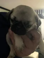 Nalani, a female Pug for sale in Aurora, CO – Photo 2 of 3