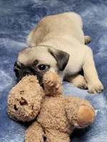 Holdem, a male Pug for sale in Aurora, CO – Photo 2 of 7